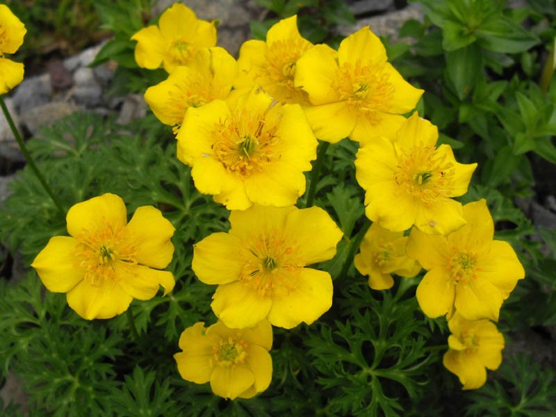 Trollius pumilus (dwarf globe flower) yellow blooms