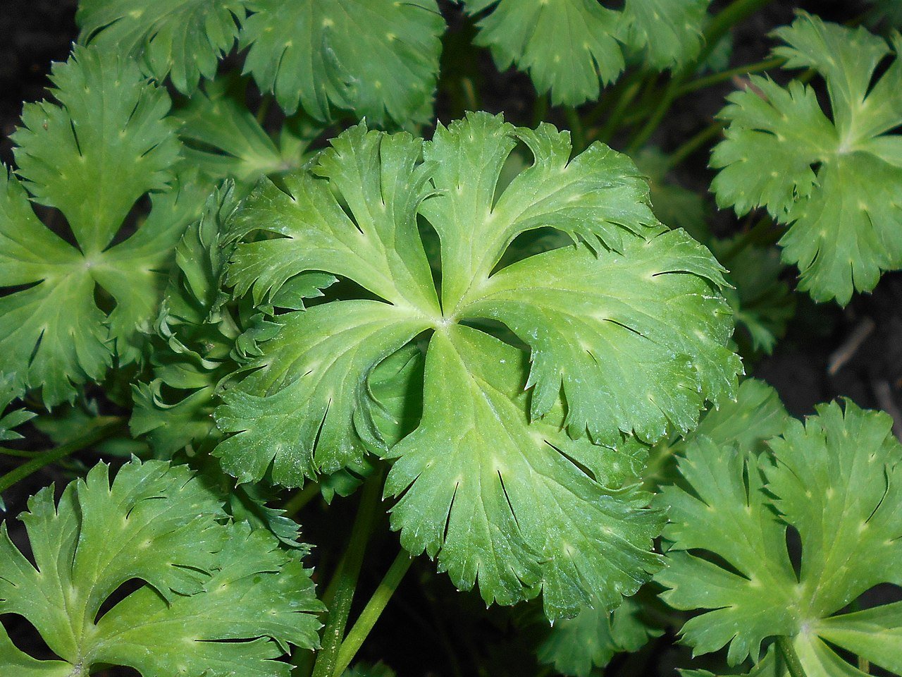 Trollius pumilus (dwarf globe flower) foliage