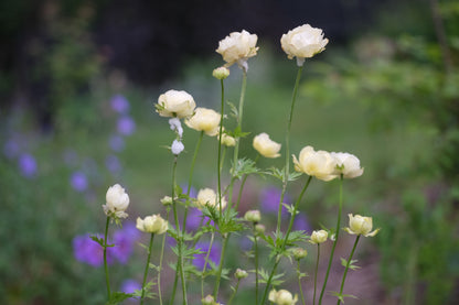 creamy yellow Trollius x cultorum &