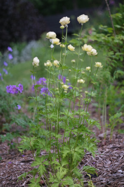 Yellow blooming Trollius x cultorum &