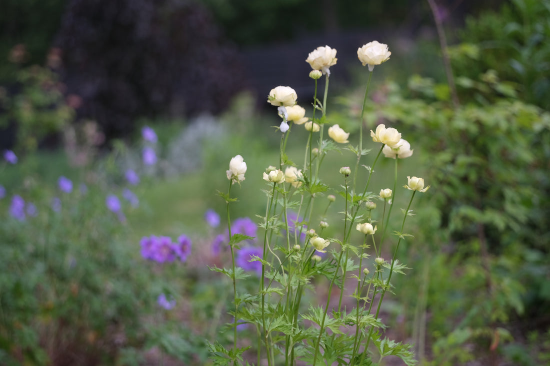creamy yellow Trollius x cultorum &