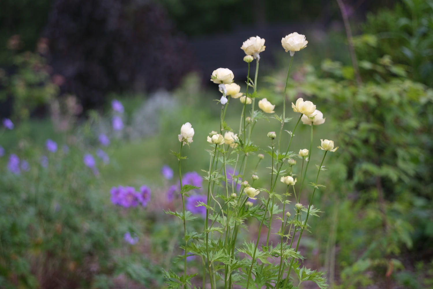 creamy yellow Trollius x cultorum &