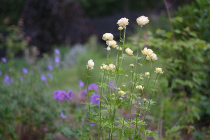 creamy yellow Trollius x cultorum &