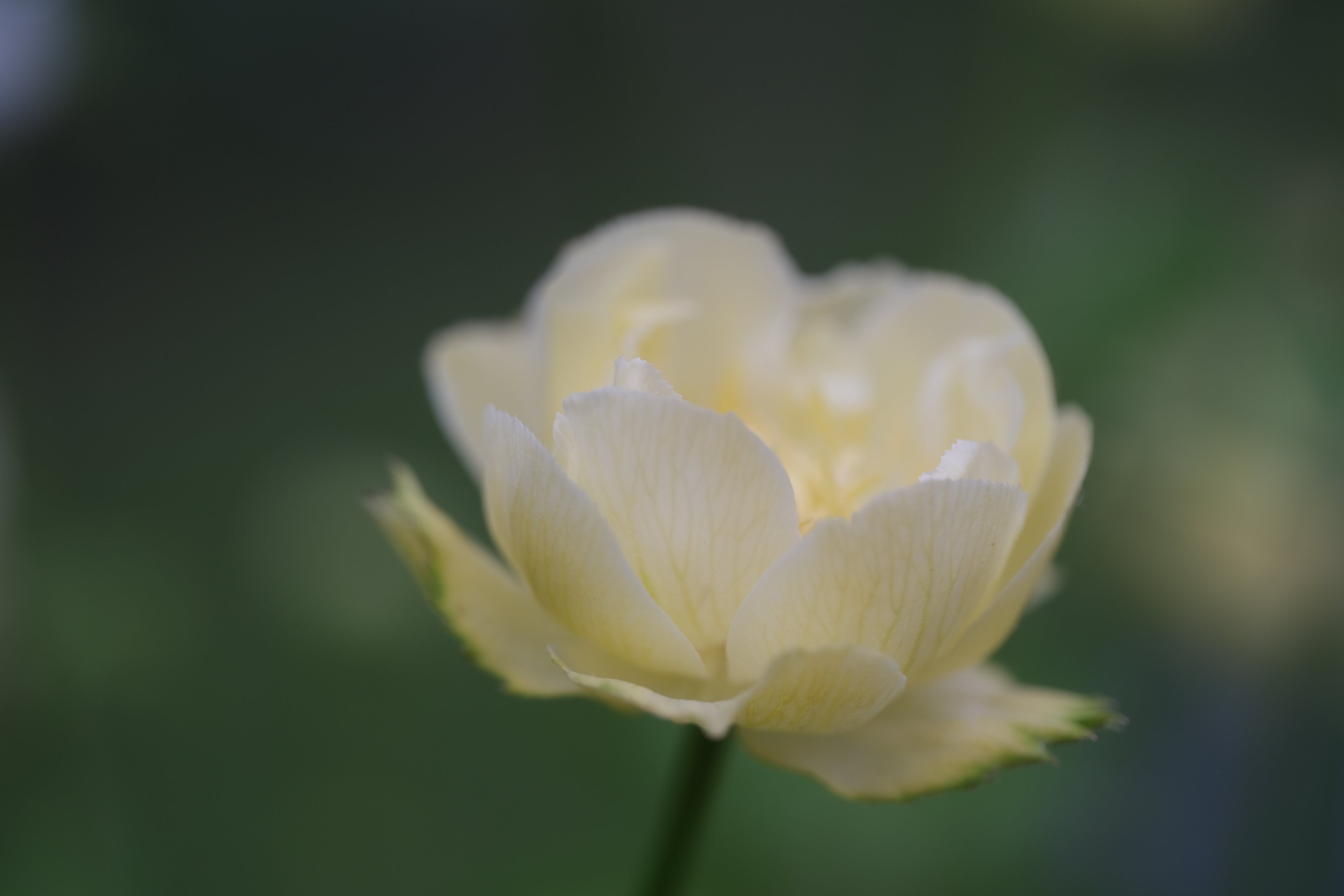 Close-up of a light yellow Trollius x cultorum &
