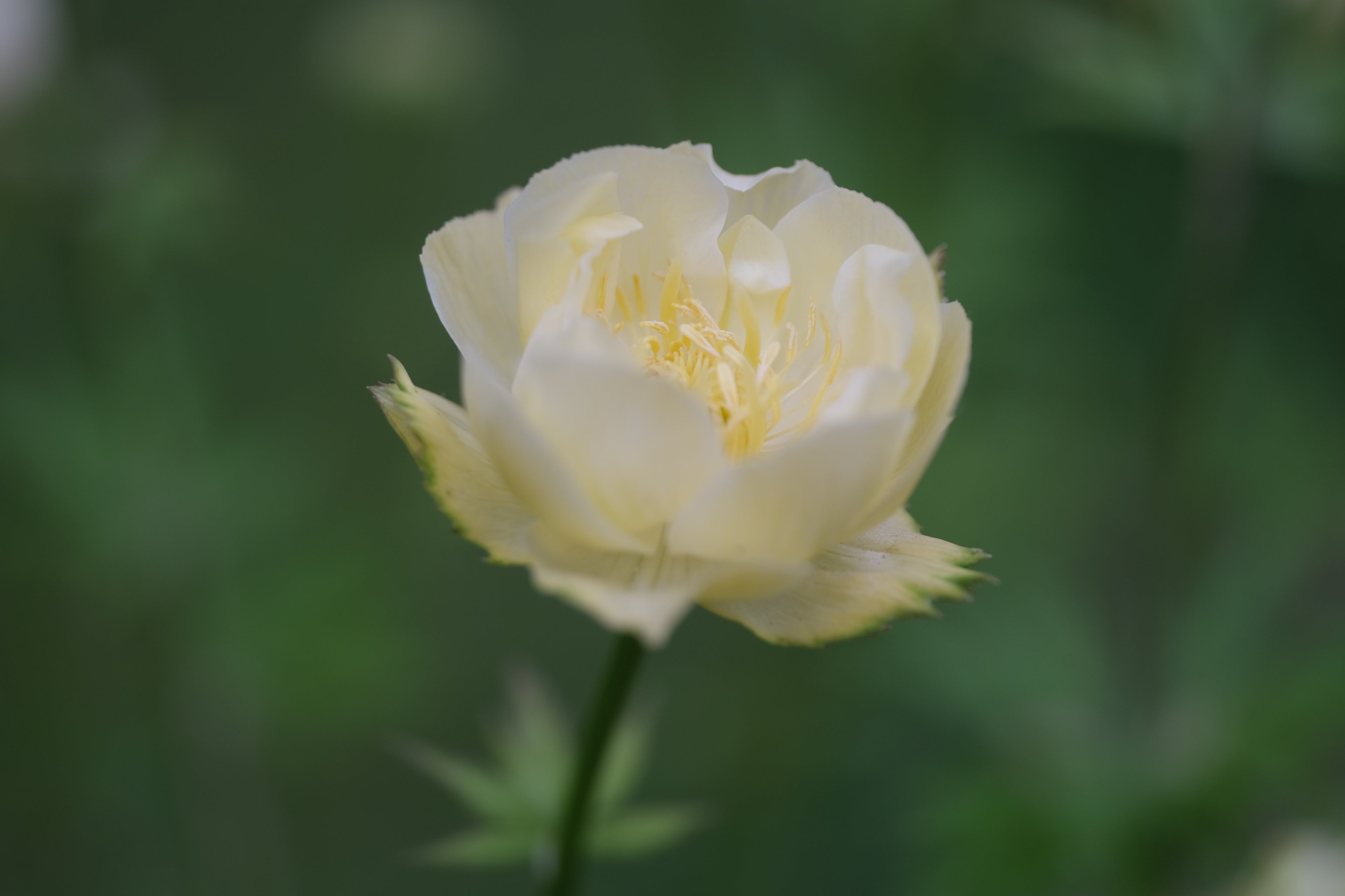creamy yellow Trollius x cultorum &