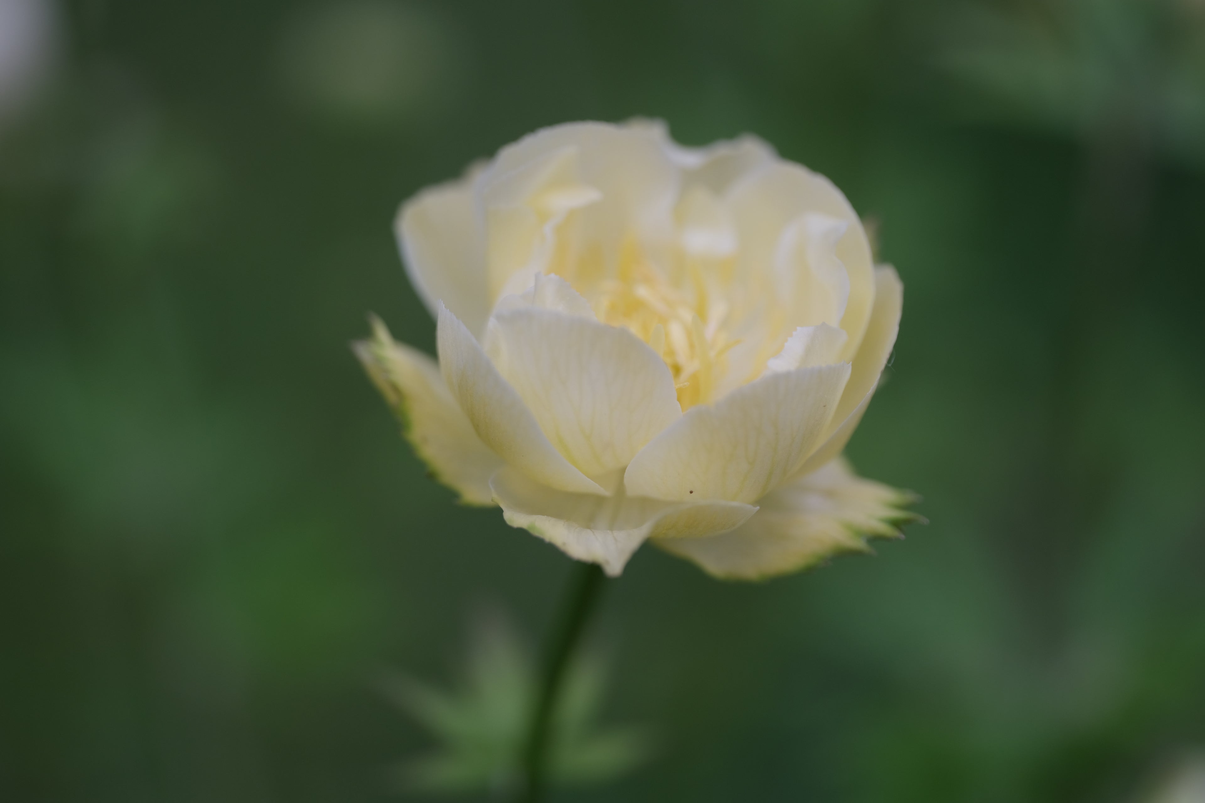 Close-up of a pale yellow Trollius x cultorum &