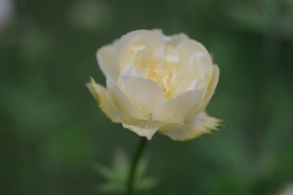 Close-up of a pale yellow Trollius x cultorum &