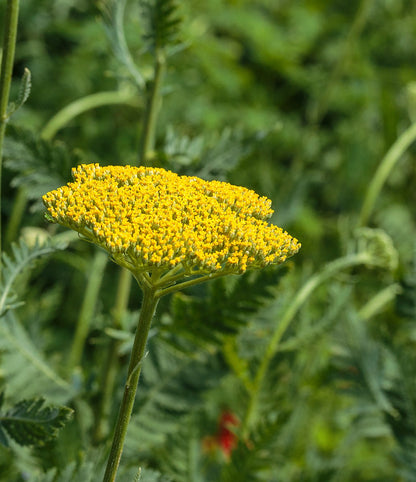 Achillea filipendulina &