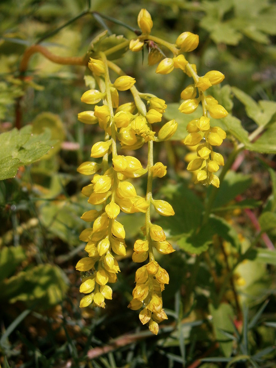 Chiastophyllum oppositifolium