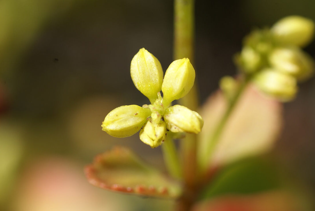 Chiastophyllum oppositifolium