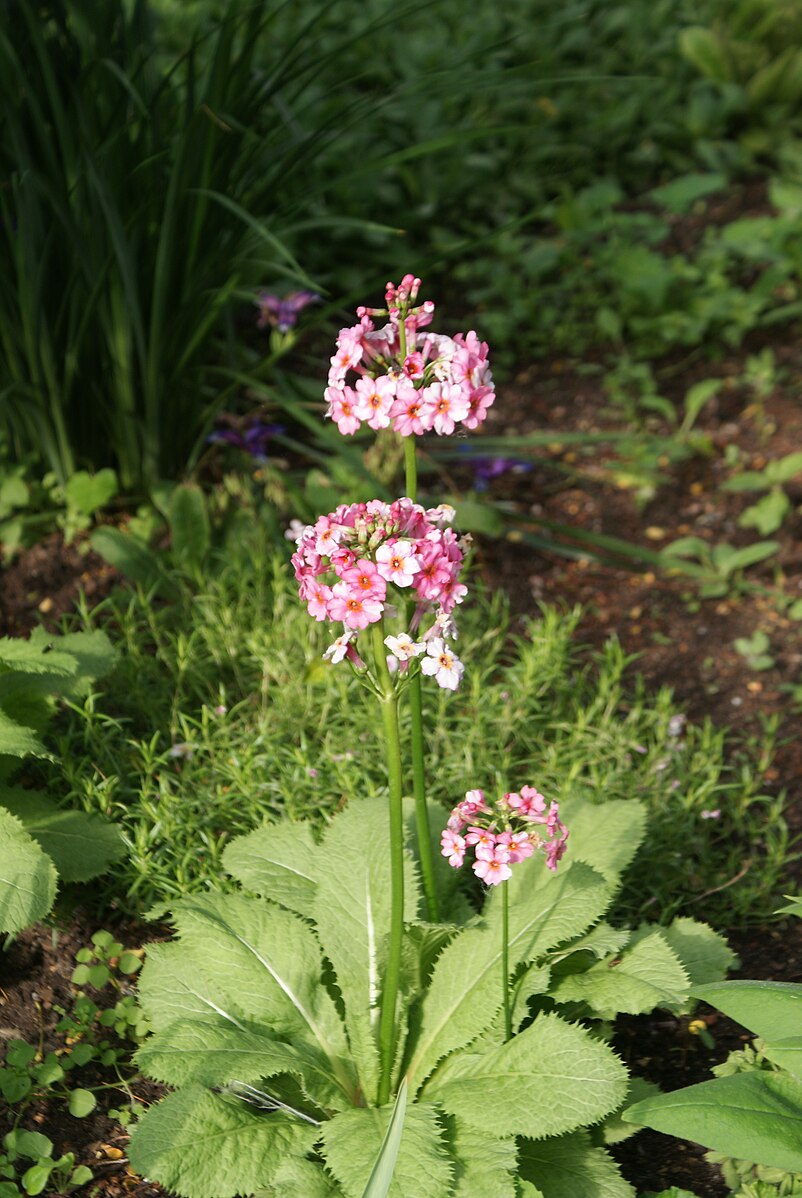 Primula japonica &