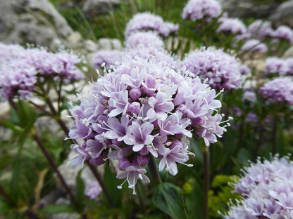 Valeriana montana (mountain valerian) flowers