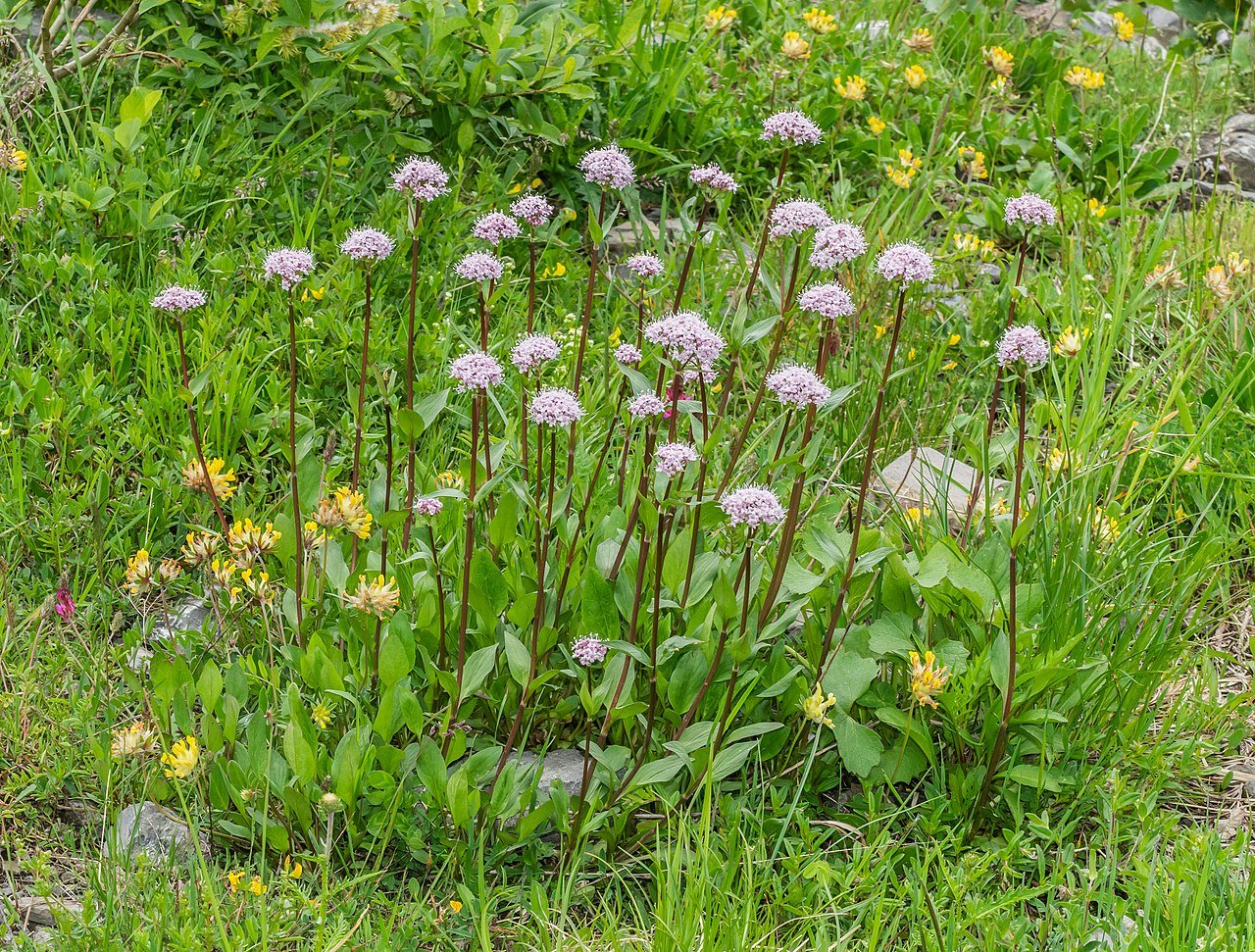 Valeriana montana (mountain valerian) in natural setting