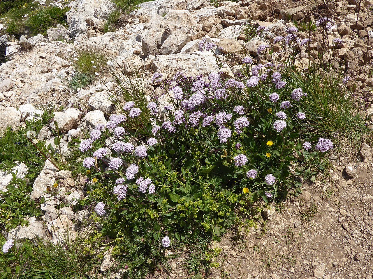 Valeriana montana (mountain valerian) in rocky natural setting