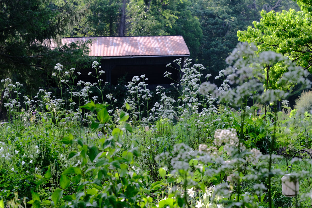 Valeriana officinalis (common valeria) white flowers in June