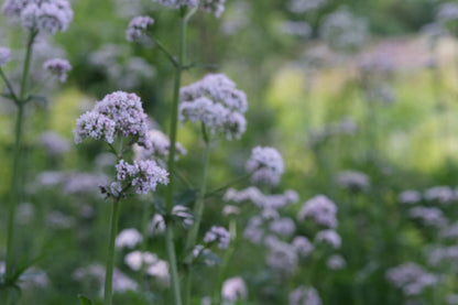 Close-up of white Valeriana officinalis, commonly known as common valerian, flowers with a blurred green background