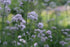 Close-up of white Valeriana officinalis, commonly known as common valerian, flowers with a blurred green background