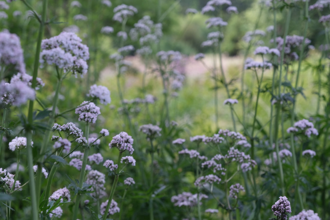 Field of white Valeriana officinalis, commonly known as common valerian,  flowers with a blurred green background