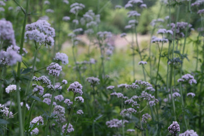 Field of white Valeriana officinalis, commonly known as common valerian,  flowers with a blurred green background