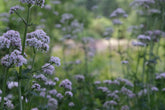White Valeriana officinalis, commonly known as common valerian, flowers with a blurred green background