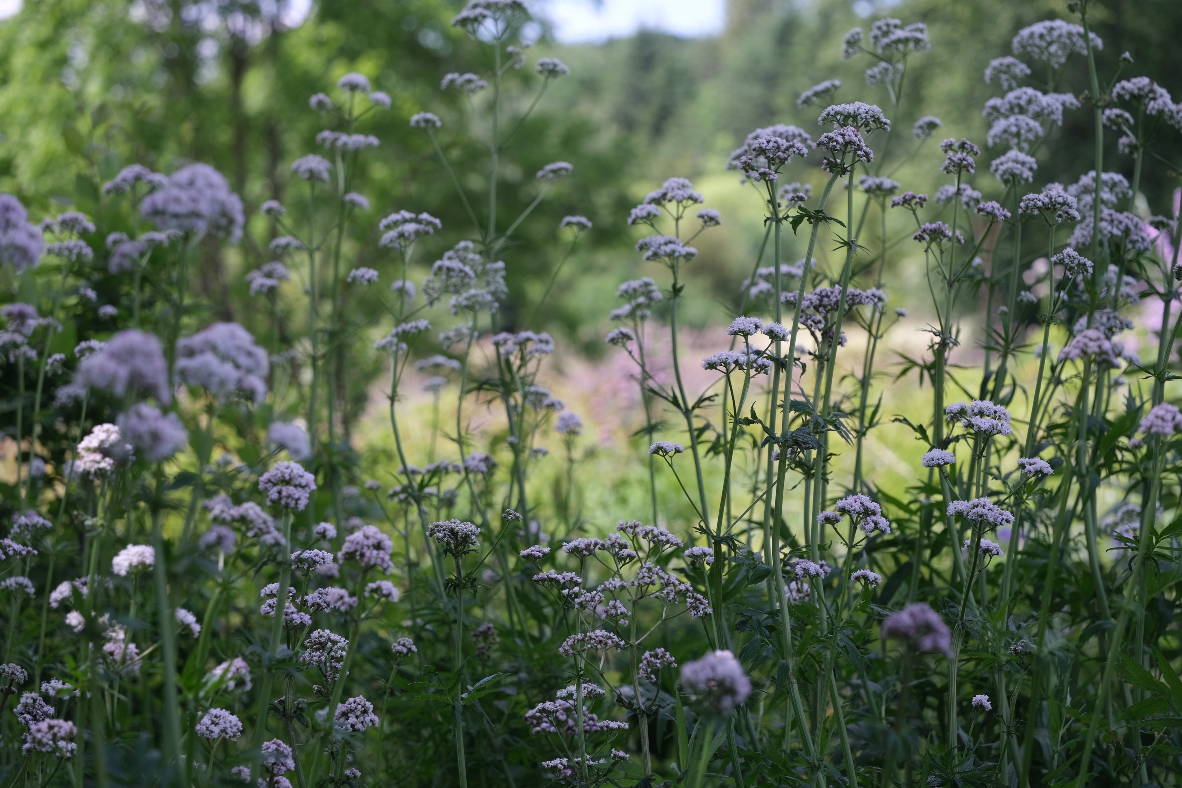 Valeriana officinalis, commonly known as common valerian, white flowers on green stems in garden