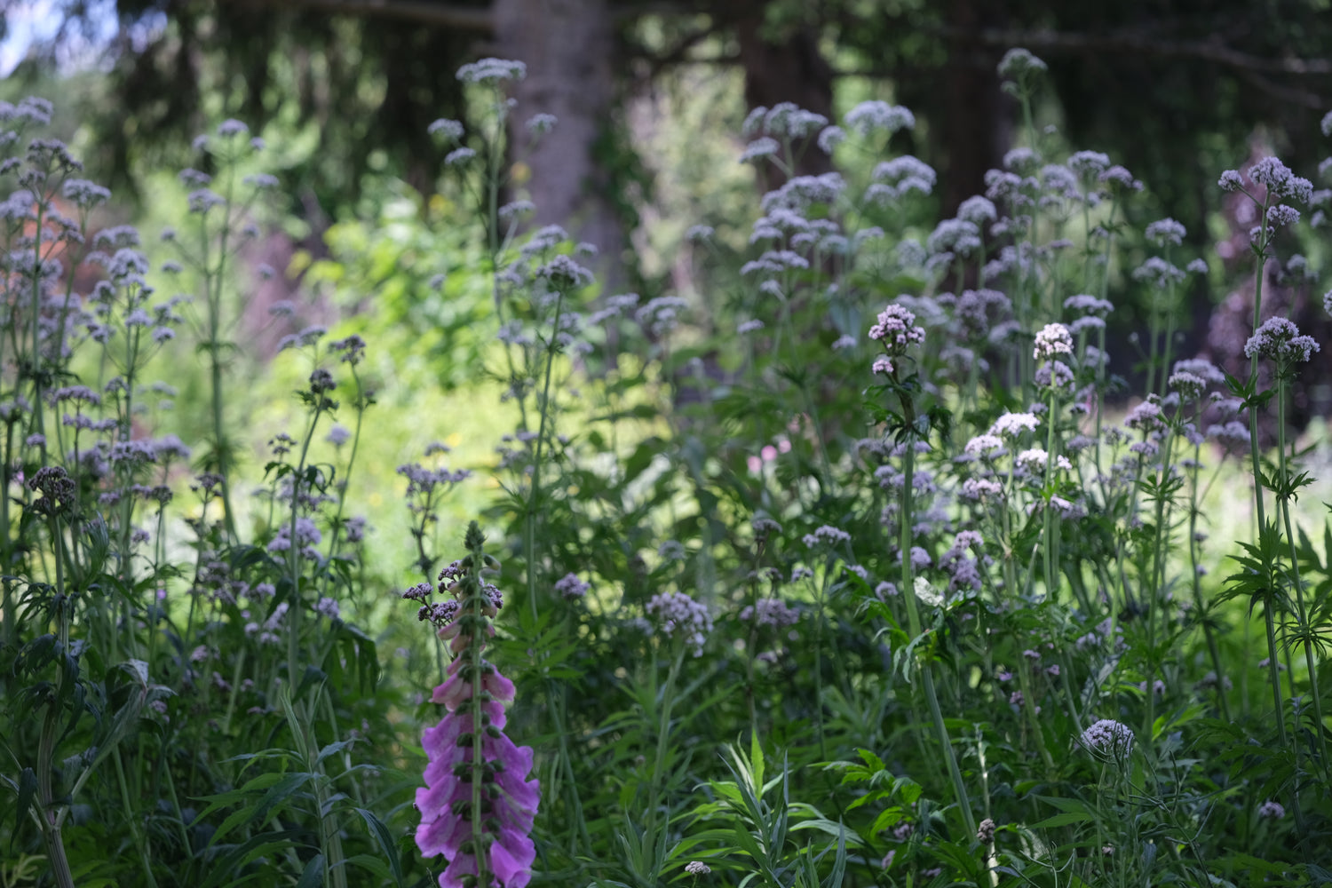 white Valeriana officinalis, commonly known as common valerian,  with purple foxgloveflowers in a garden with green foliage