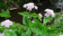 Valeriana pyrenaica (Pyrenean valerian) in natural setting