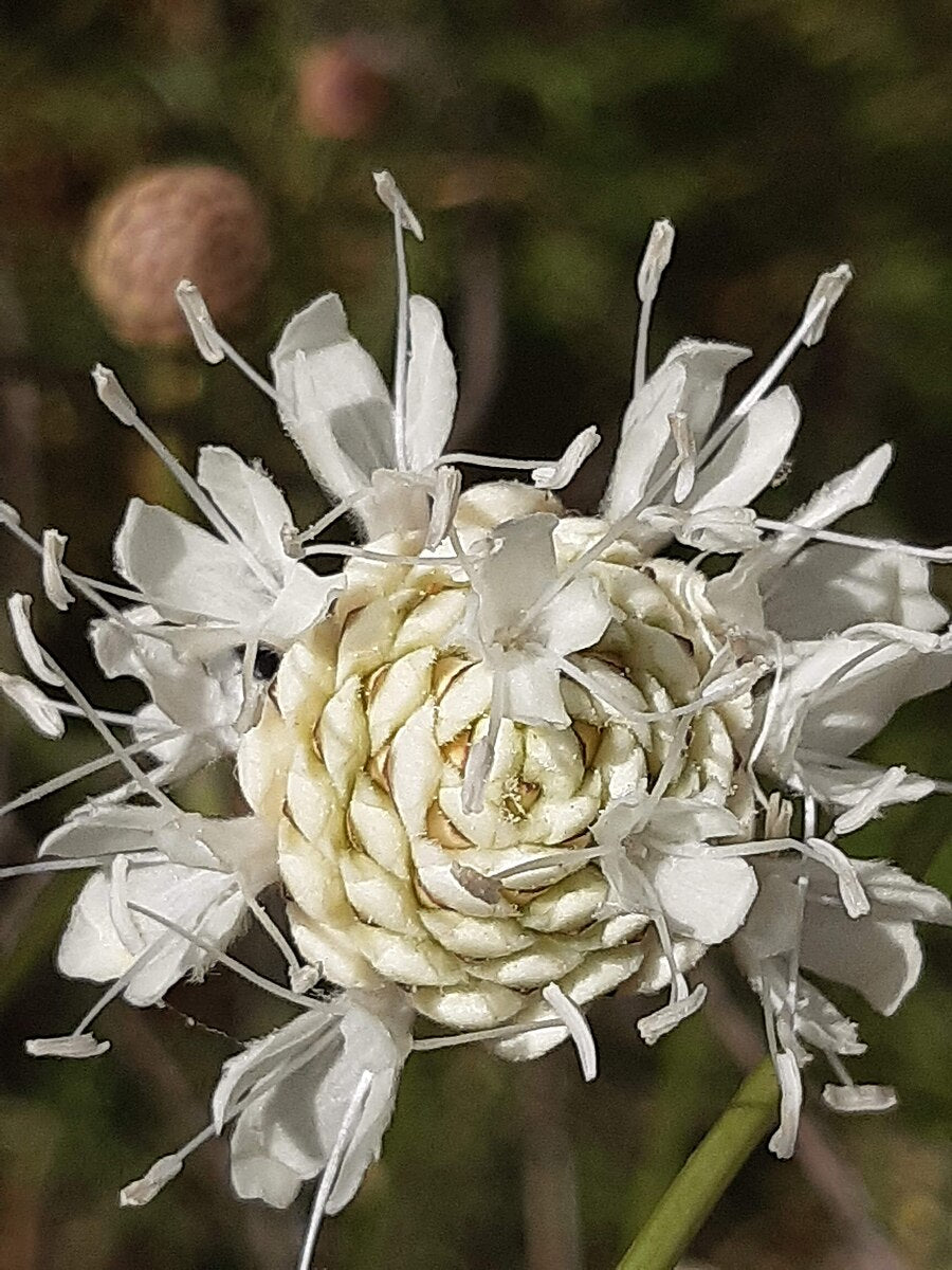 Cephalaria leucantha | giant scabious