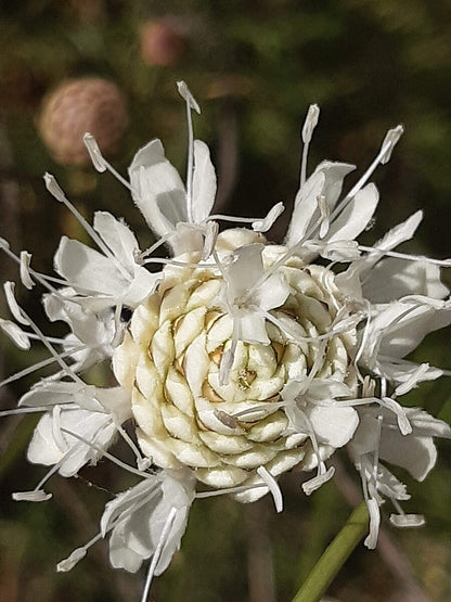 Cephalaria leucantha