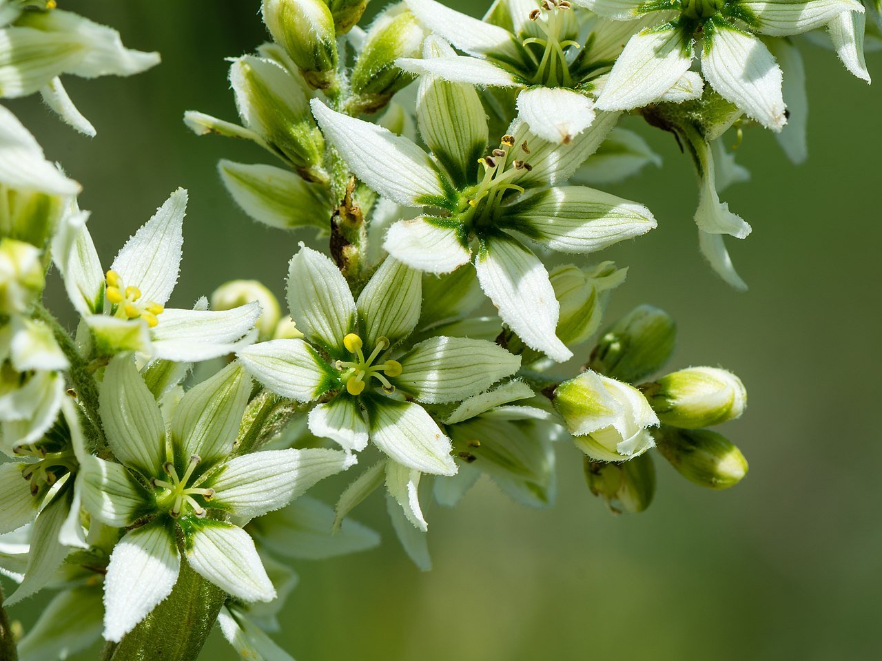 Veratrum album (European white hellebore) flowers