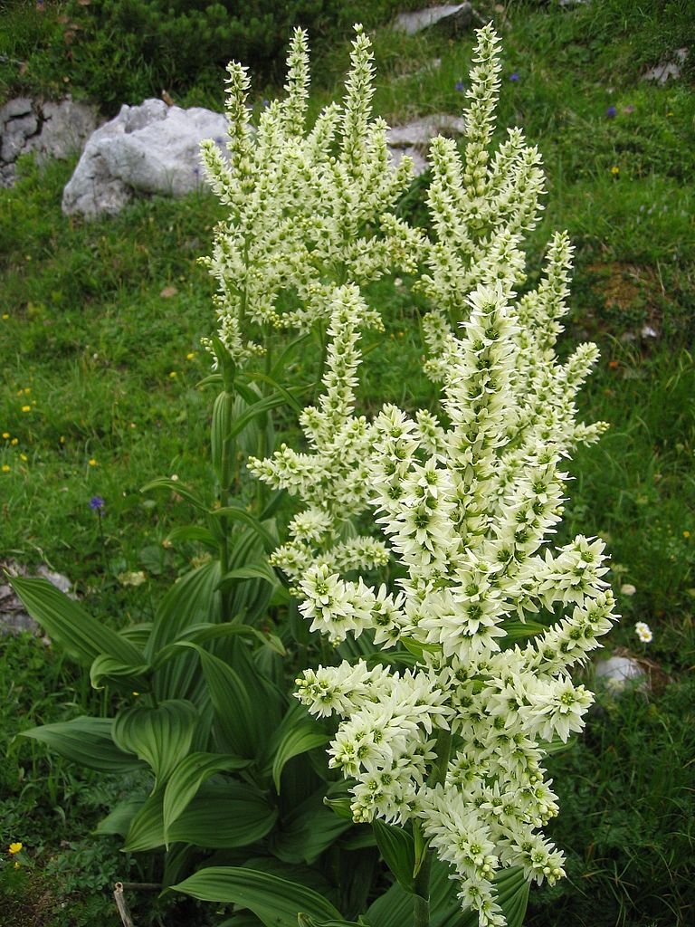 Veratrum album (European white hellebore) in bloom