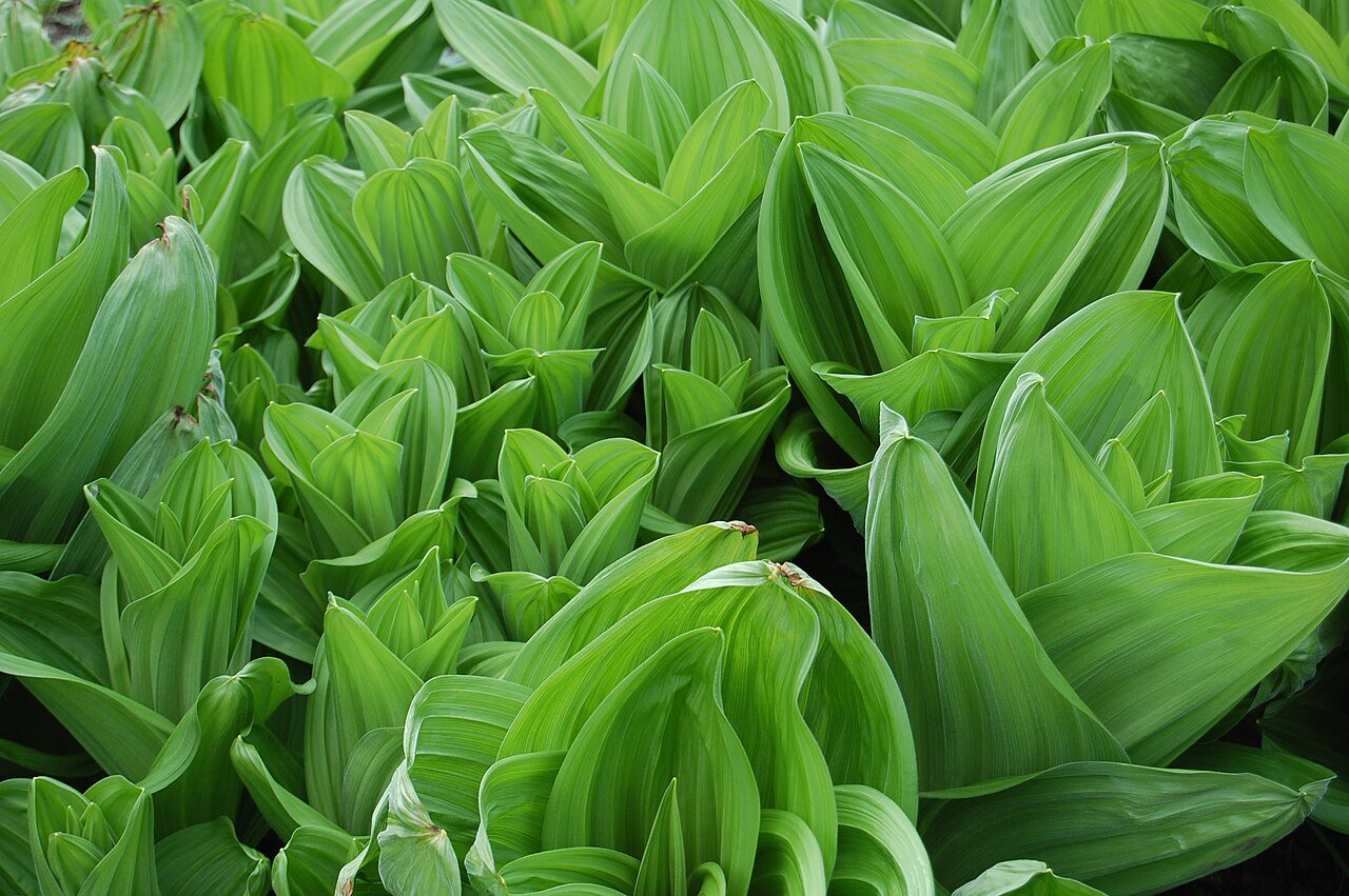 Veratrum album (European white hellebore) foliage