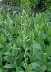 Veratrum californicum (corn lily) foliage