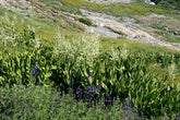 Veratrum californicum (corn lily) in natural setting