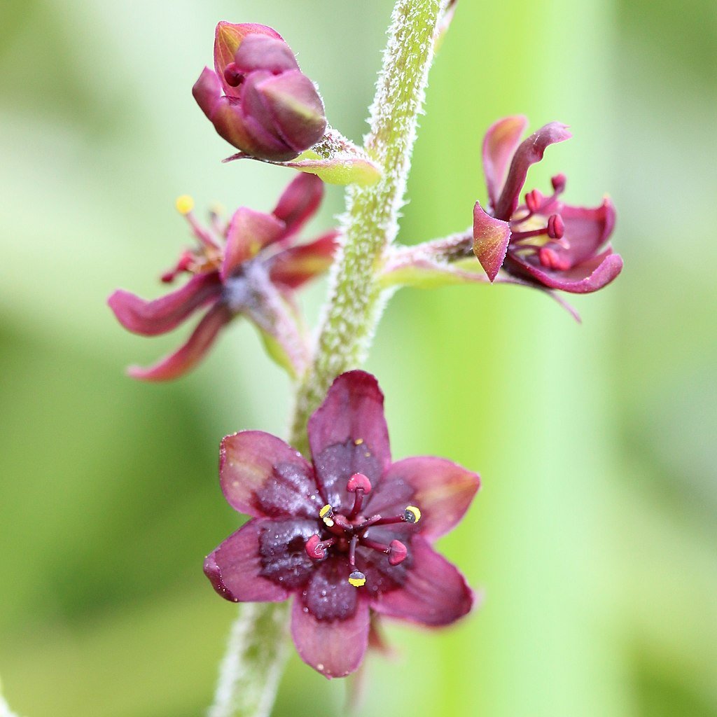 Veratrum maackii flowers