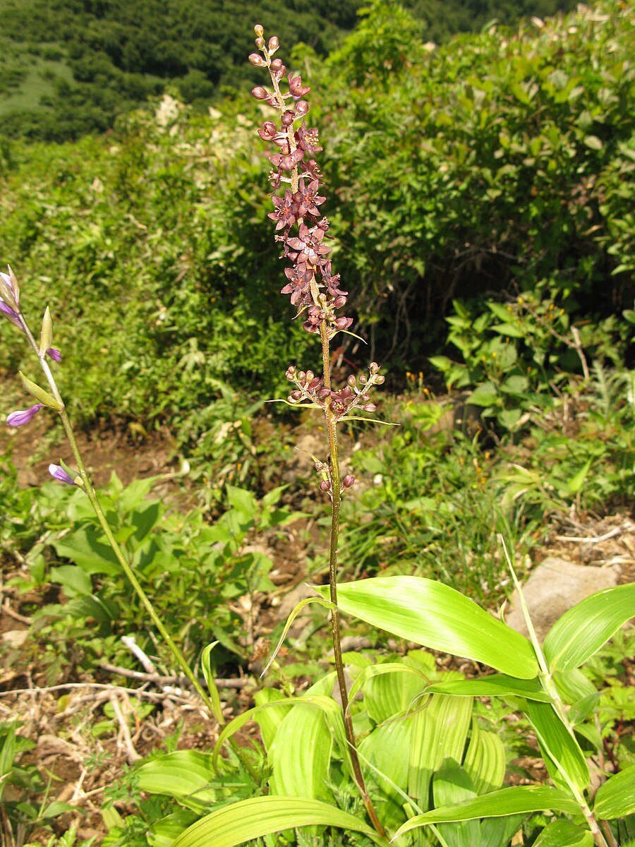 Veratrum maackii in natural setting