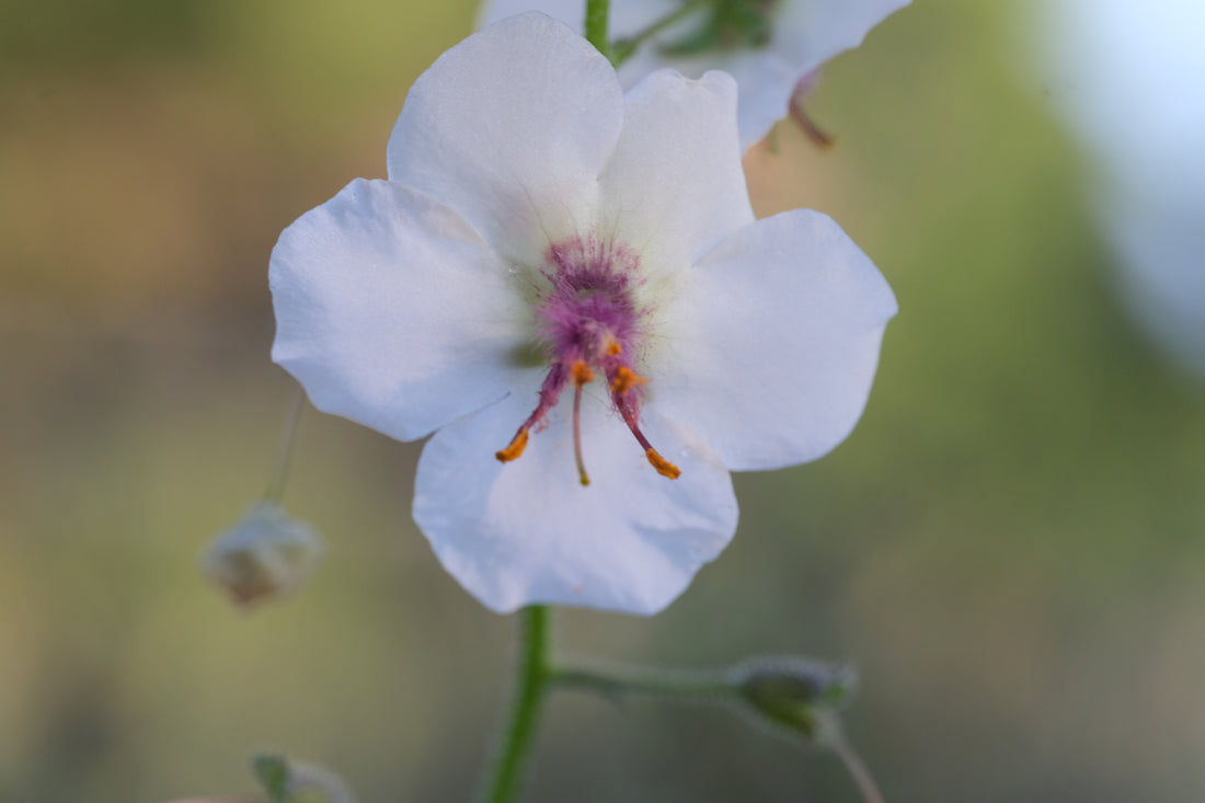 Verbascum blattaria f. albiflorum (white moth mullein) single flower