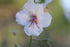 Verbascum blattaria f. albiflorum (white moth mullein) single flower