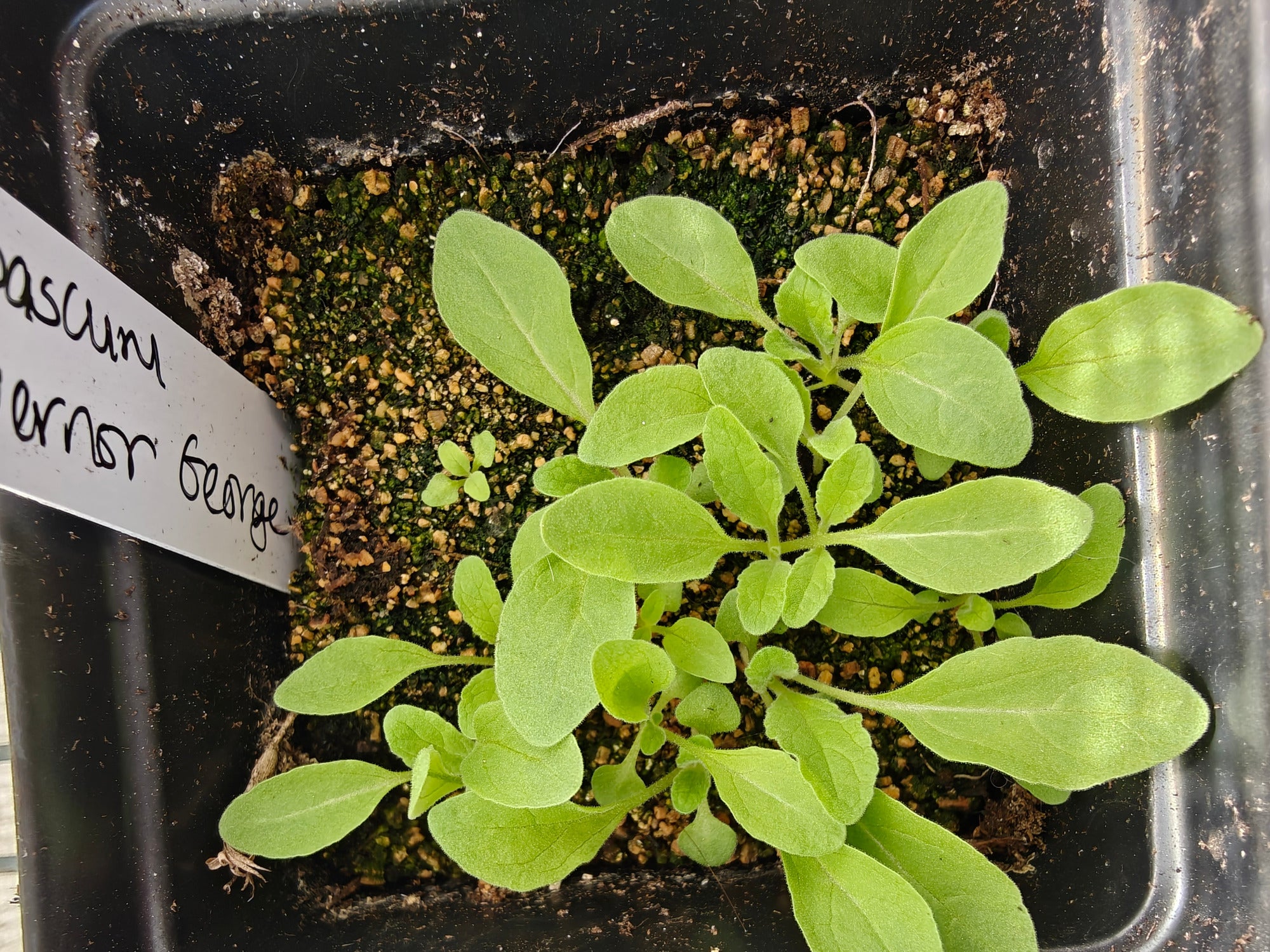 Small green Verbascum seedlings in a pot with a label on a black tray