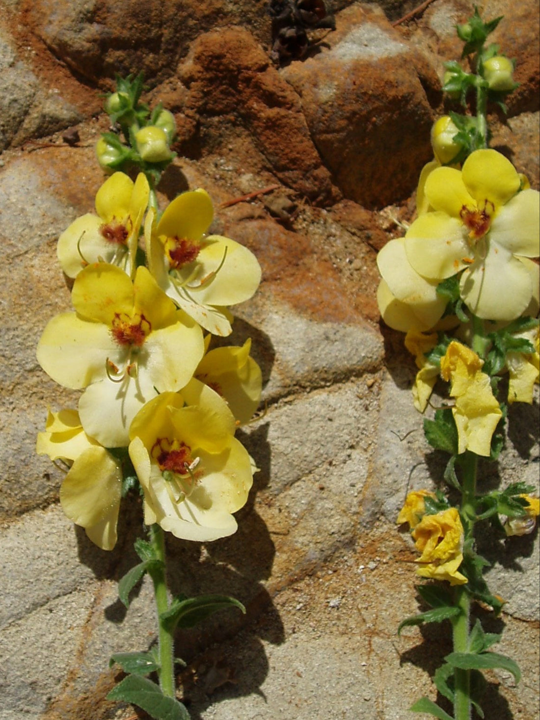Yellow flowers of Verbascum &