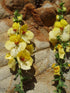 Yellow flowers of Verbascum &