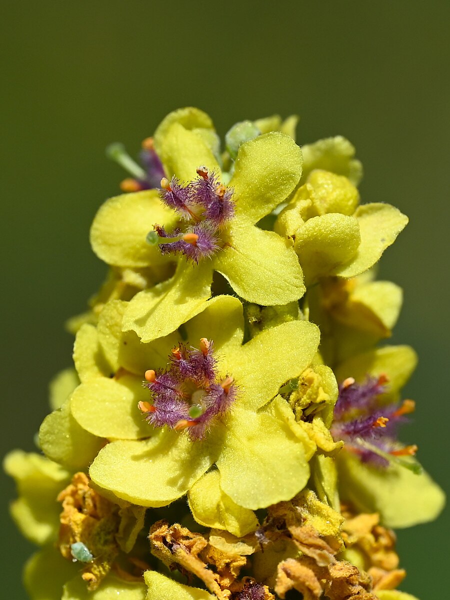 Close-up image of yellow flowers with purple centers, black mullein (Verbascum nigrum).