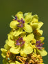 Close-up image of yellow flowers with purple centers, black mullein (Verbascum nigrum).