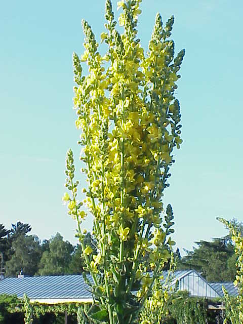 Verbascum olympicum blooming