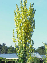 Verbascum olympicum blooming