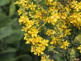 Verbascm olympicum yellow flowers