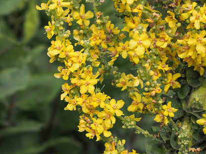 Verbascm olympicum yellow flowers