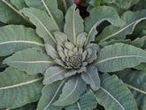 Verbascum olympicum foliage rosette