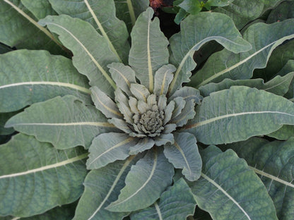 Verbascum olympicum foliage rosette