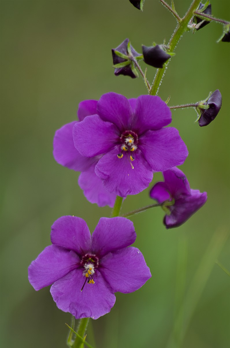Verbascum phoeniceum &